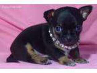 Chihuahua Puppy for sale in Shirley, MA, USA