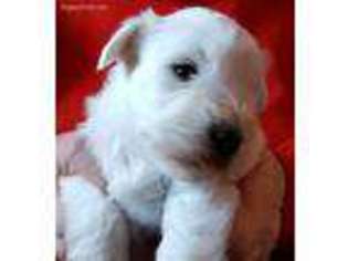 Mutt Puppy for sale in Poway, CA, USA