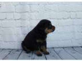 Rottweiler Puppy for sale in Sullivan, IL, USA