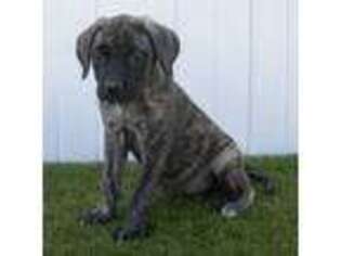 Mastiff Puppy for sale in Dundee, OH, USA