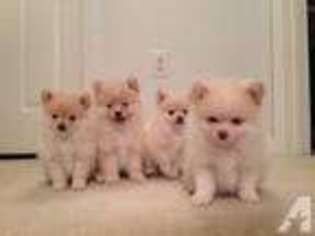 Pomeranian Puppy for sale in DULLES, VA, USA