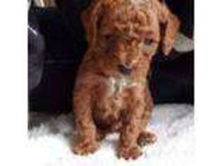 Mutt Puppy for sale in Buxton, OR, USA