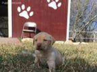 Labrador Retriever Puppy for sale in Brownsville, TX, USA