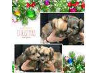 Yorkshire Terrier Puppy for sale in Loganville, GA, USA