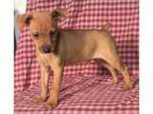 Miniature Pinscher Puppy for sale in Waynesburg, PA, USA