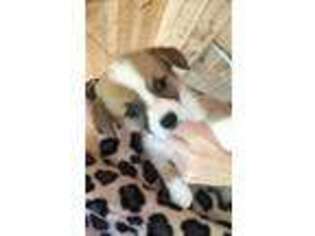 Pembroke Welsh Corgi Puppy for sale in Water Valley, MS, USA