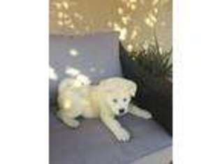 Akita Puppy for sale in Simi Valley, CA, USA