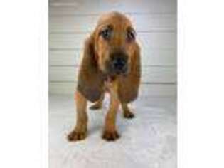 Bloodhound Puppy for sale in Owensboro, KY, USA