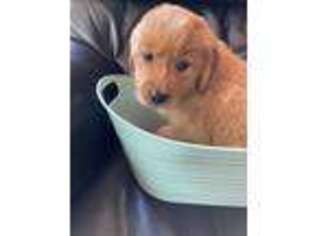 Golden Retriever Puppy for sale in Harmony, NC, USA