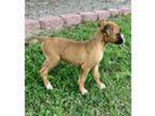Boxer Puppy for sale in Burleson, TX, USA