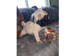 Pug Puppy for sale in Harrison, AR, USA