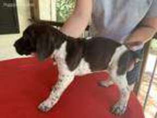 German Shorthaired Pointer Puppy for sale in Colbert, GA, USA