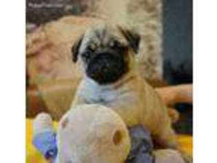Pug Puppy for sale in Fort Lauderdale, FL, USA