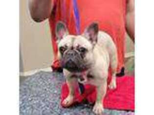French Bulldog Puppy for sale in Nolanville, TX, USA