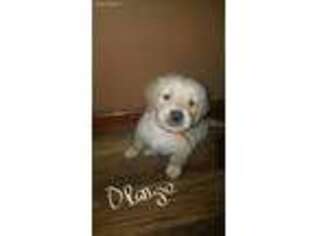 Golden Retriever Puppy for sale in Gallipolis, OH, USA