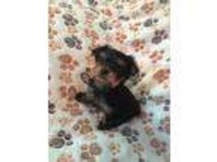 Yorkshire Terrier Puppy for sale in Mechanicsville, VA, USA