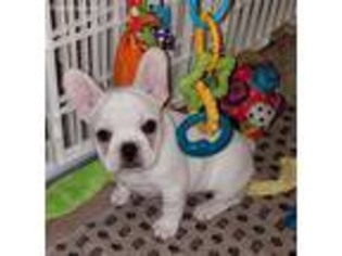 French Bulldog Puppy for sale in Quakertown, PA, USA
