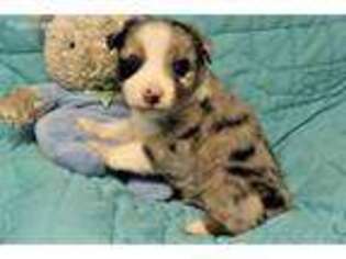 Miniature Australian Shepherd Puppy for sale in Tishomingo, OK, USA