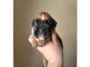 Boxer Puppy for sale in Bowling Green, KY, USA