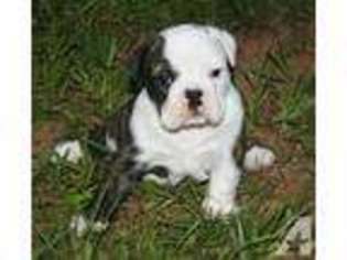 Bulldog Puppy for sale in GORDO, AL, USA