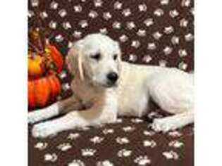 Golden Retriever Puppy for sale in Apalachin, NY, USA