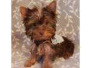 Yorkshire Terrier Puppy for sale in Riverside, CA, USA