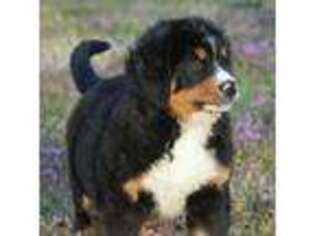 Bernese Mountain Dog Puppy for sale in Lyndon, KS, USA