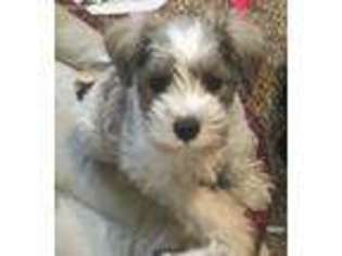 Mutt Puppy for sale in Reidsville, GA, USA
