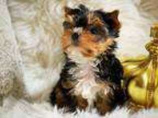 Yorkshire Terrier Puppy for sale in Stafford, VA, USA