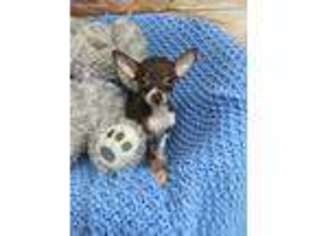 Chihuahua Puppy for sale in Seneca Falls, NY, USA