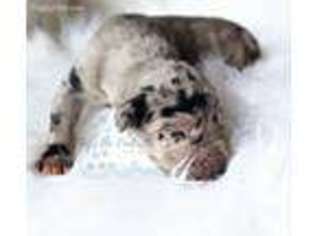 Great Dane Puppy for sale in Richmond, VA, USA