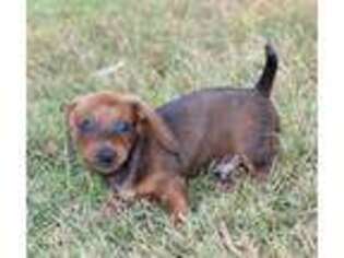 Dachshund Puppy for sale in Auburn, KY, USA