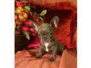 French Bulldog Puppy for sale in Clarksville, TX, USA