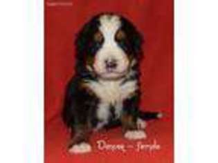 Bernese Mountain Dog Puppy for sale in Smithville, OH, USA