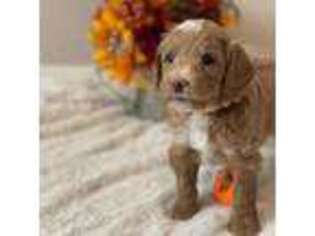 Goldendoodle Puppy for sale in Clinton, UT, USA
