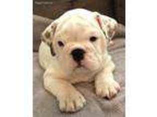 Bulldog Puppy for sale in Fallon, NV, USA