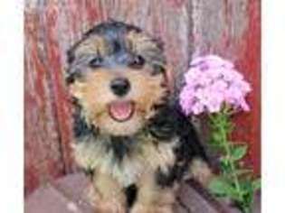 Yorkshire Terrier Puppy for sale in Cantril, IA, USA