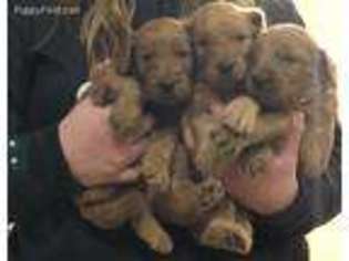 Goldendoodle Puppy for sale in Smithton, MO, USA
