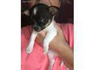 Chihuahua Puppy for sale in Onamia, MN, USA