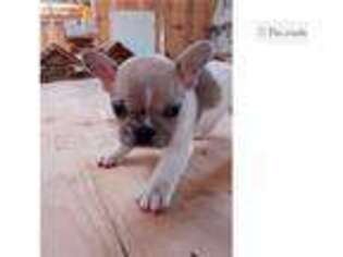 French Bulldog Puppy for sale in Pueblo, CO, USA