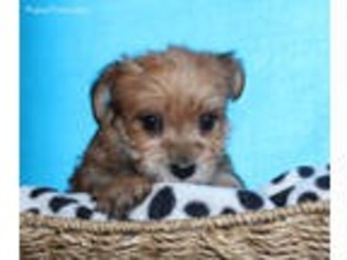 Brittany Puppy for sale in Summerfield, NC, USA