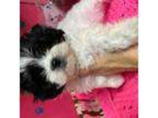 Maltese Puppy for sale in Eastman, GA, USA