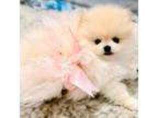 Pomeranian Puppy for sale in Mccomb, MS, USA