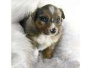 Australian Shepherd Puppy for sale in Woodburn, IN, USA