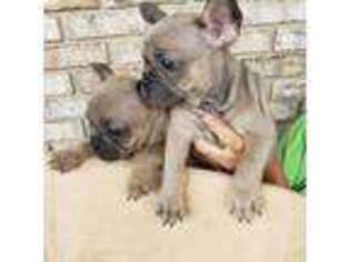 French Bulldog Puppy for sale in Oxford, IA, USA