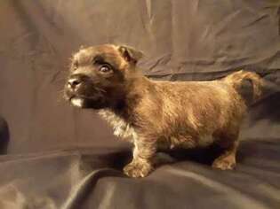 Mutt Puppy for sale in Turner, OR, USA