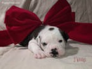 Olde English Bulldogge Puppy for sale in Plainview, MN, USA