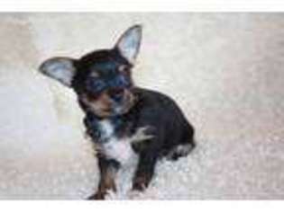 Chorkie Puppy for sale in Hawarden, IA, USA
