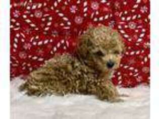 Goldendoodle Puppy for sale in Atlanta, GA, USA