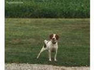 Brittany Puppy for sale in Silex, MO, USA